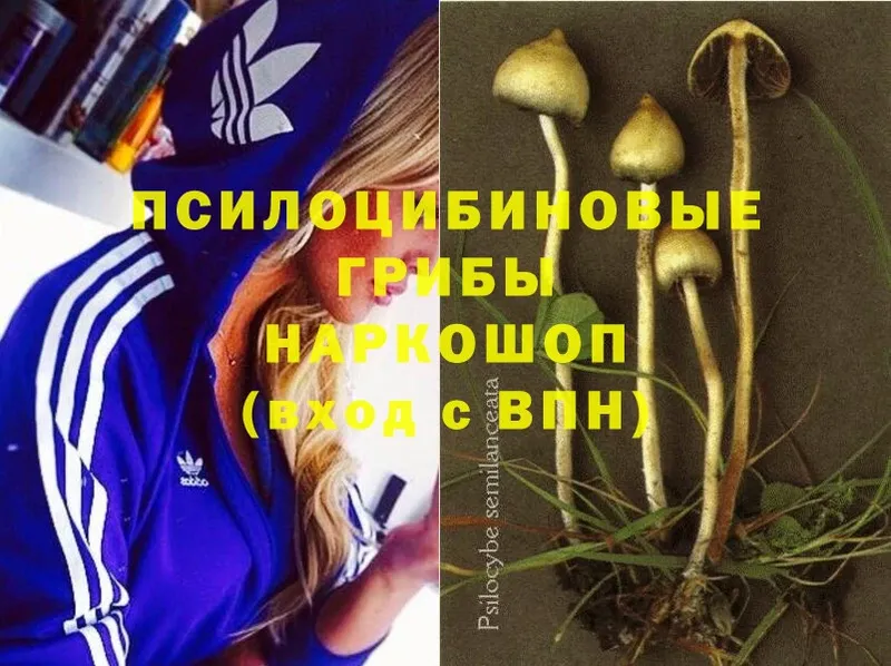 Псилоцибиновые грибы Psilocybine cubensis  Красноуральск 